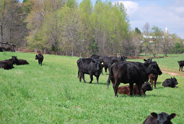 Grass Fed Angus