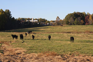 Pasture